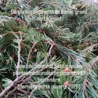 Distillation imminente de Basilic grand vert à linalol Venez découvrir la distillation des plantes médicinales ce dimanche 13 septembre (dernière porte ouverte 2026)