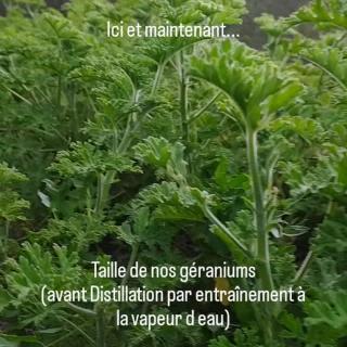 Ce matin, notre Distillateur de bonheur a fait deux distillations : - le ciste ladanifere récolté hier, - notre géranium en culture sur la ferme. Pour ensuite installer le stand des Senteurs du Claut pour le salon Phytarom 2026 (25 et 26 septembre au palais des congrès de Grasse). Belle fin de semaine à TOI Take care And Pro fi te de chaque instant ☀️ #lessenteursduclaut #distillateurdebonheur #awakening